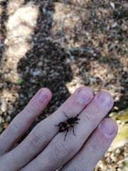 Nicrophorus quadripunctatus
