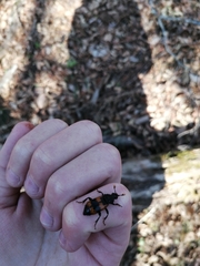 Nicrophorus quadripunctatus