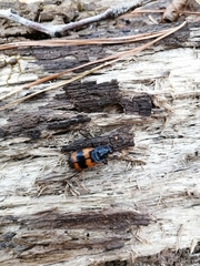 Nicrophorus quadripunctatus