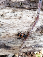 Nicrophorus quadripunctatus