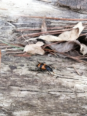 Nicrophorus quadripunctatus
