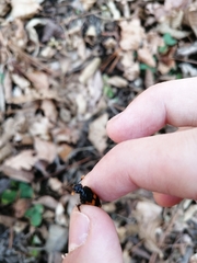 Nicrophorus quadripunctatus