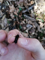 Nicrophorus quadripunctatus
