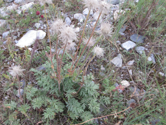 Pulsatilla ambigua