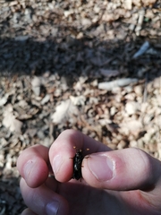 Nicrophorus quadripunctatus