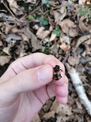 Nicrophorus quadripunctatus