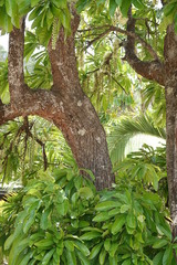 Barringtonia calyptrata