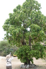 Barringtonia calyptrata