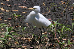 Ardea intermedia plumifera