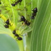 Lasius japonicus