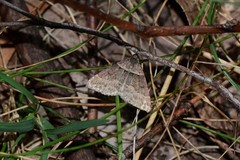 Dichromodes atrosignata