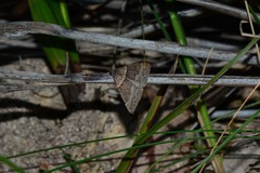 Dichromodes atrosignata