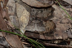 Dichromodes atrosignata