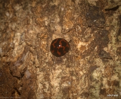 Derispia variabilis