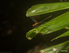 Austroargiolestes amabilis