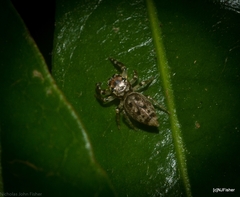 Opisthoncus barbipalpis