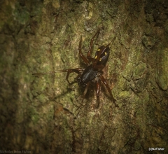 Euasteron enterprise