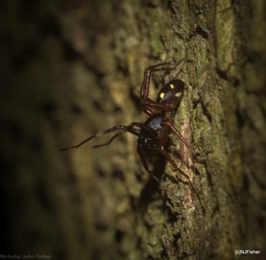 Euasteron enterprise