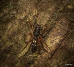 Euasteron enterprise