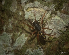 Euasteron enterprise