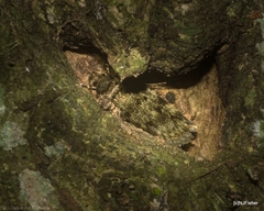 Barea phaulobrya