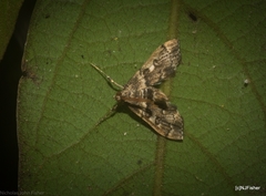 Nacoleia glageropa