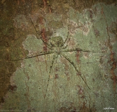 Tamopsis tweedensis
