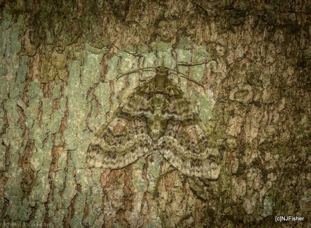Tympanota perophora