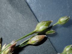 Spergula levis
