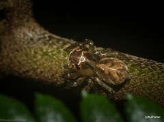 Prostheclina pallida