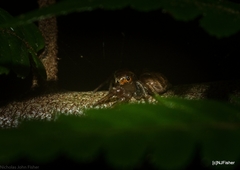 Prostheclina pallida