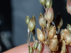 Spergula levis