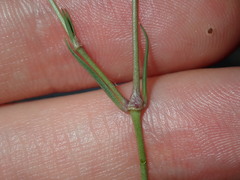 Spergula levis