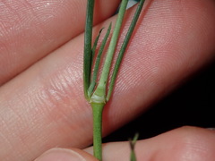 Spergula levis