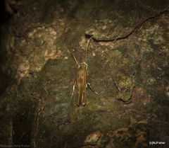 Stathmopoda rubripicta