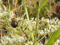 Eupatorium altissimum