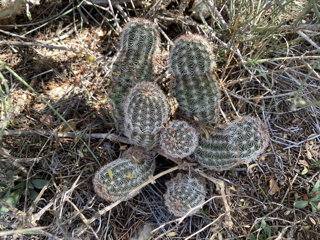 Subspecies Echinocereus reichenbachii perbellus  iNaturalist