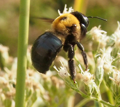 Xylocopa virginica