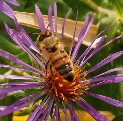 Apis mellifera