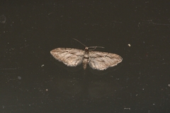 Eupithecia phoeniceata