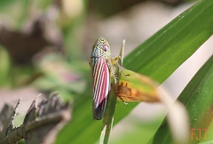 Apogonalia fraterna