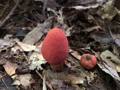 Balanophora yakushimensis