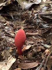 Balanophora yakushimensis