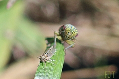 Apogonalia fraterna