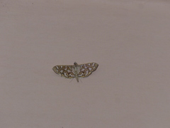 Nausinoe