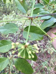 Polyscias australiana