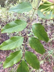 Polyscias australiana