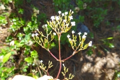 Valeriana albonervata