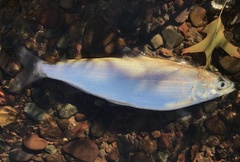 Coregonus artedi