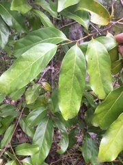 Cryptocarya glaucescens